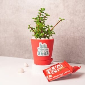 Jade Plant and Chocolate Combo