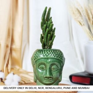 Resilient Cactus in Buddha Pot