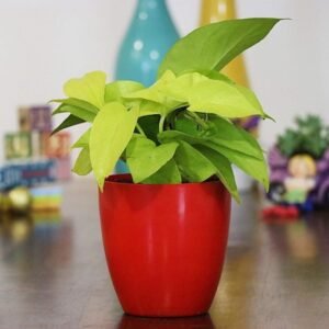 Golden Money Plant In Red Pot