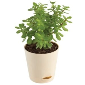 Jade Plant Terrarium In White Vase