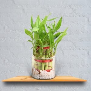 Double Layer Lucky Bamboo Plant