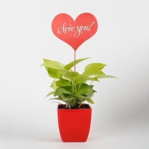 I Love You Money Plant