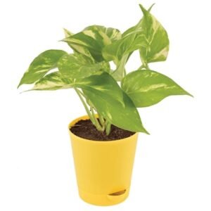 Money Plant In Yellow Vase