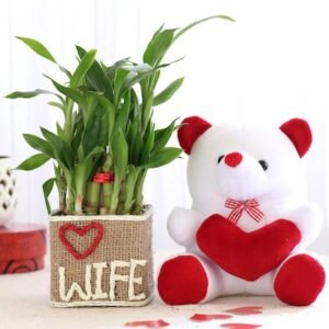 Two Layers Lucky Bamboo For Wife with Teddy