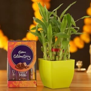 Bamboo Plant with Chocolicious Celebrations