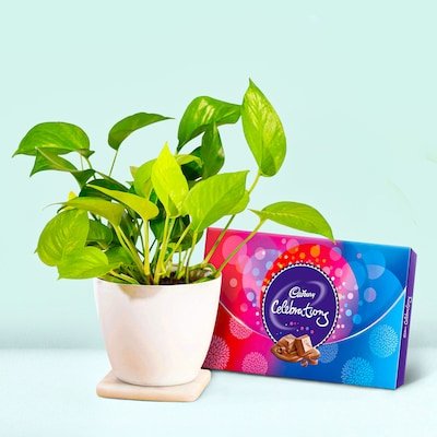 Money Plant With Cadbury Box