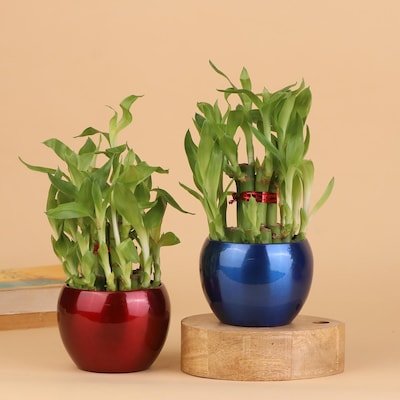 A 2 Layer Bamboo Plant Combo For Love And Happiness