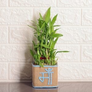 Attractive Maa Bamboo Plant