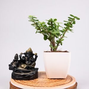 Jade Plant With Smoking Fountain Combo