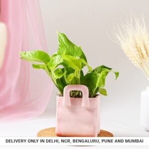 Money Plant in Charming Pink Basket