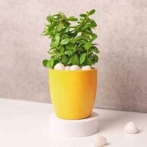 Crassula Jade Plant in Yellow Ceramic Pot