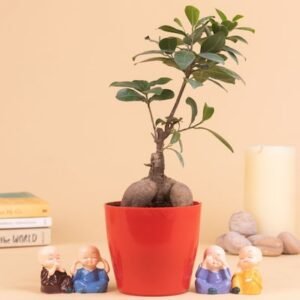 Ficus Bonsai Plant With 4 Baby Monk