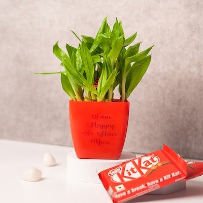 2 Layer Bamboo Plant with Kitkat