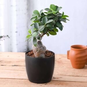 Ficus Bonsai Plant In Black Pot