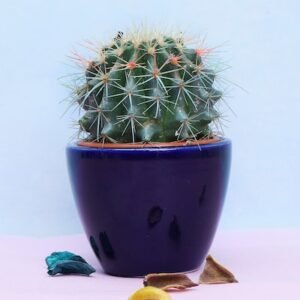 Pretty Cactus Plant In Blue Pot