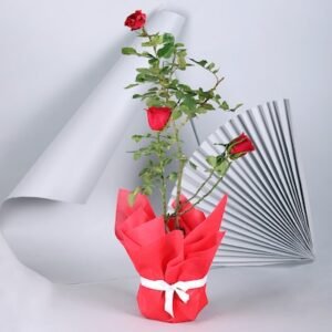 Adorable Red Rose Plant