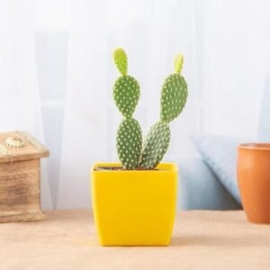 Bunny Cactus Plant