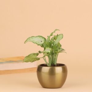 Indoor Air Purifying Plant Gift