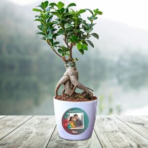 Personlised Ficus Bonsai Plant