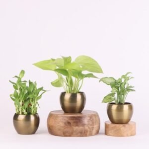 Lucky Thoughts Plants Trio