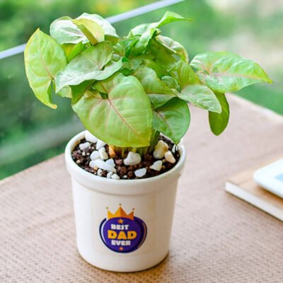 Lovely Syngonium In Ceramic Pot