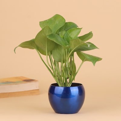 A Beautiful Looking Green Money Plant