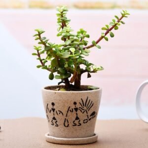 Enchanting Jade plant for Memorable Moments