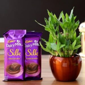 Bamboo Plant Bliss with Chocolate Sweetness