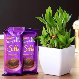 Bamboo Plant Bliss with Chocolate Sweetness